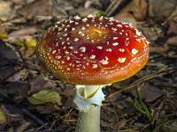 Fliegenpilz am Waldboden